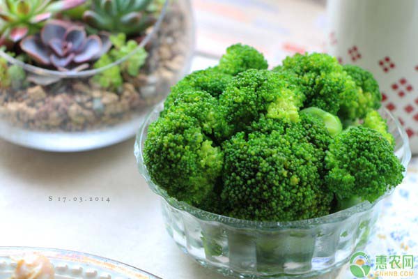 西兰花最新价格